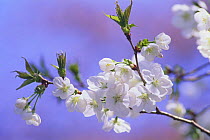 Cherry blossom {Prunus Cerasus lannesiana 'Nigrescens} Tokyo, Japan