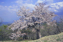 Wild Cherry blossom {Prunus Cerasus jamasakura} Tokyo, Japan