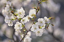 Cherry blossom {Prunus Cerasus lannesiana 'Sirayuki'} Tokyo, Japan