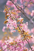 Cherry blossom {Prunus Cerasus lannesiana cv} Tokyo, Japan