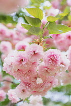 Cherry blossom {Prunus Cerasus lannesiana 'Albo-rosea'} Tokyo, Japan