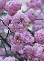 Cherry blossom {Prunus Cerasus} Tokyo, Japan