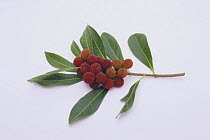 Wax Myrtle / Bayberry berries and leaves {Myrica rubra} Japan