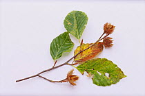 Japanese Beech {Fagus crenata} seeds and leaves, Japan