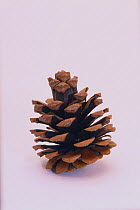 Japanese Black Pine {Pinus thunbergii} old pinecone, Japan