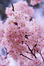 Cherry blossom {Prunus Cerasus lannesiana cv} Shizuoka, Japan