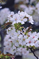 Cherry blossom {Prunus Cerasus lannesiana 'Surugadai-odora} Tokyo, Japan