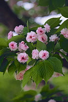 Cherry blossom {Prunus Cerasus lannesiana 'Sphaerantha'} Tokyo, Japan