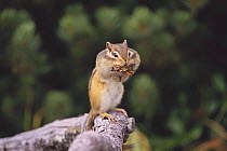 Ezo Chipmunk {Tamias / Eutamias sibiricus lineatus} carrying materials in its mouth to build a nest, Hokkaido, Japan