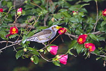 Brown-eared Bulbul {Microscelis amaurotis} with mouth dyed yellow with pollen from sucking nectar from Camellia flowers, Tokyo, Japan