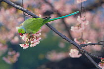 Rose ringed Parakeet {Psittacula krameri} feeding on cherry flowers {Prunus Cerasus  kanzakura 'Kanzakura'} Tokyo, Japan