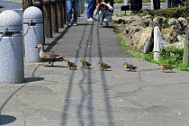 Spot-billed Duck {Anas poecilorhyncha} parent leading chicks across road, Tokyo, Japan