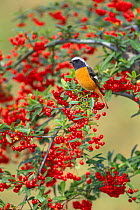 Daurian Redstart {Phoenicurus auroreus} male amongst Fire Thorn berries {Pyracantha sp} Tokyo, Japan