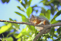 Japanese Squirrel {Sciurus lis} sleeping on branch of tree, Tokyo, Japan