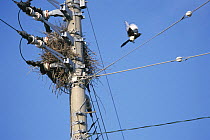 Magpie {Pica pica} building a nest amongst wires on an electric pole, Fukuoka, Japan