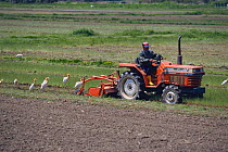 Cattle Egrets {Bubulcus ibis} gathering behind tractor to feed on insects, Tsushima, Nagasaki, Japan