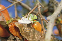 Giant Thai Mantis {Hierodula patellifera} {Curetis acuta paracuta} preying on Angled Sunbeam butterfly {Curetis acuta paracuta} Nara, Japan