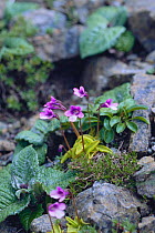 Butterwort {Pinguicula vulgaris var. macroceras} flowering on rocks in mountains, Yuubari-dake, Hokkaido, Japan