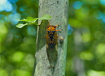 Cicada {Tibicen flammatus} on tree trunk,  Japan