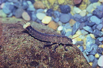 Wingless Stonefly larva {Scopura longa} Japan