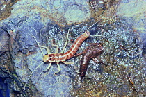 Wingless Stonefly {Scopura longa} male recently emerged from larval case,  Japan