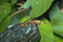 Wingless Stoneflies mating {Scopura longa} Japan