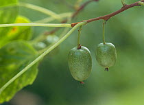 Hardy Kiwi fruit {Actinidia arguta} Nagano, Japan