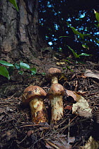 Japanese Pine Mushrooms / Matsutake {Tricholoma matsutake} on pine forest floor, Japan