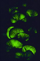 Fungus {Pleurotus / Lampteromyces japonicus} glowing, Japan