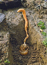 Chinese caterpillar fungus / Semitake {Cordyceps sobolifera} growing out of moth caterpillar in ground, Japan