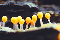 Slime mould {Hemitrichia calyculata}