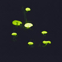 Green Pepe fungus glowing {Mycena chlorophos} Japan