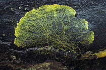 Slime mould {Physarales} on a fallen tree, Gumma, Japan
