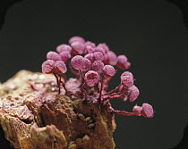 Slime mould {Cribraria purpurea} carpophore, Japan