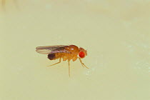 Fruit fly / Black-bellied Dew-lover {Drosophila melanogaster} normal male with red eyes, Japan