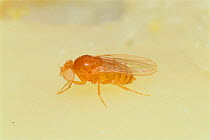 Fruit fly / Black-bellied Dew-lover {Drosophila melanogaster} with white eyes, Japan