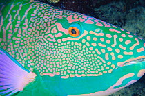 Bicolor Parrotfish {Cetoscarus bicolor} face at night,