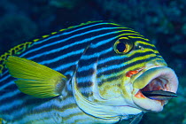 Blue-Streak / Striped Cleaner Wrasse {Labroides dimidiatus} cleaning in the mouth of Oriental Sweetlips {Plectorhinchus orientalis} Maldives