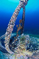 Ornate / Harlequin Ghost pipefish {Solenostomus paradoxus} near rope, Indo pacific