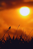Shrenk's / Black-browed reed warbler {Acrocephalus bistrigiceps} singing at dusk, Hokkaido, Japan
