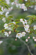 Japanese Alpine Cherry blossom {Prunus Cerasus nipponica}  Iwate, Japan