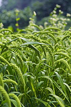 Broomcorn Millet / Proso {Panicum miliaceum} Tokyo, Japan