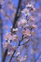Wild cherry blossom {Prunus Cerasus  takenakae} Ibaraki, Japan