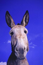 Donkey {Equus asinus} Japan