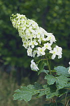 Oakleaf Hydrangea {Hydrangea quercifolia} flowers, Japan