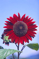 Sunflower 'F. Moulin Rouge' {Helianthus annuus} Japan