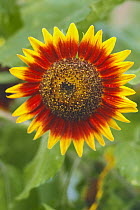 Sunflower 'Ring of Fire' {Helianthus annuus} Japan