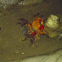 Crab {Sesarma / Chiromantes haematocheir} shedding skin, Japan, sequence 2/2