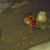 Crab {Sesarma / Chiromantes haematocheir} shedding skin, Japan, sequence 1/2