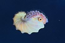 Winged argonaut / Brown Paper Nautilus {Argonauta hians} female with shell, Japan
